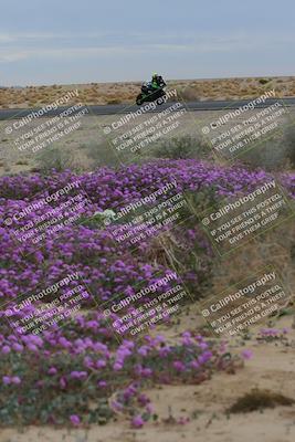 media/Jan-14-2023-SoCal Trackdays (Sat) [[497694156f]]/Turn 14 Exit Bloomig (145pm)/